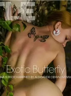 na B Exotic Butterfly