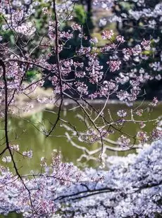 Cherry Blossoms