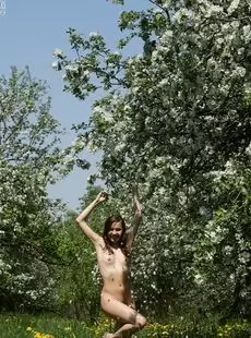 AmourAngels Sveta Apple Trees